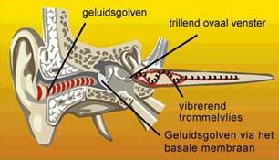 Het oor van binnen